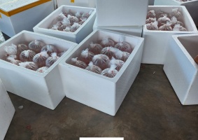 Thả tôm trong mùa mưa và biện pháp gia tăng tỷ lệ sống??