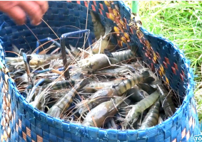 Câu chuyện nuôi tôm